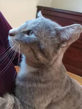 Domestic Short Hair Cats Available for Adoption - Coolio- Missing An Eye | PetCurious