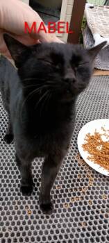 Rescue Domestic Short Hair Cats for Adoption in Darien, Georgia - Mabel | PetCurious