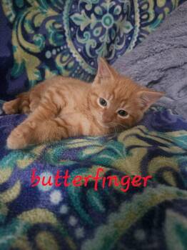 Butterfinger -  Domestic Short Hair Cat for Adoption in Chalfont, Pennsylvania - Butterfinger | PetCurious