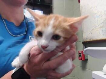 Domestic Short Hair Cats Available for Adoption in Tulsa, Oklahoma - ORANGE YOU GLAD | PetCurious