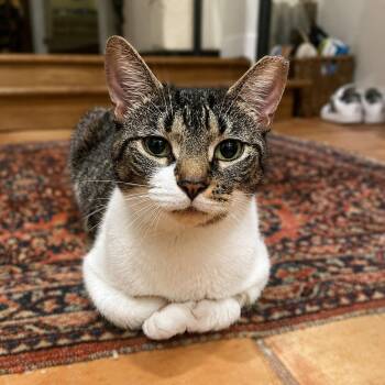 Anna 3 years AVAILABLE 6/24 -  Domestic Short Hair Cat for Adoption in Sterling, Massachusetts - Anna 3 Years AVAILABLE 6/24 | PetCurious