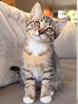 Jolene -  Calico and Ragdoll Cat for Adoption in Yorba Linda, California - Jolene | PetCurious