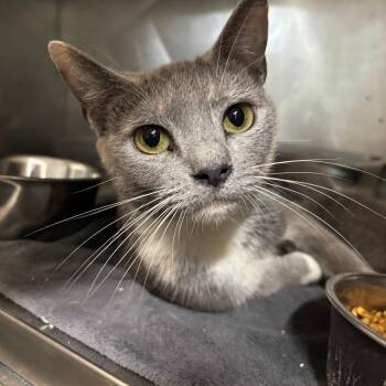 Pear -  Domestic Short Hair Cat for Adoption in Clanton, Alabama - Pear | PetCurious