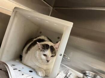 AURORA -  Domestic Short Hair Cat for Adoption in Grand Prairie, Texas - AURORA | PetCurious