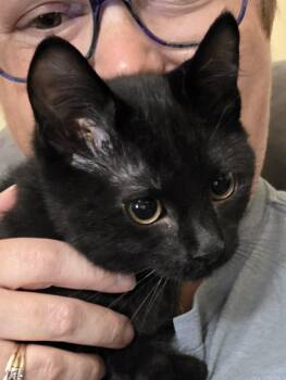 Spot -  Domestic Short Hair Cat for Adoption in Frankfort, Michigan - Spot | PetCurious