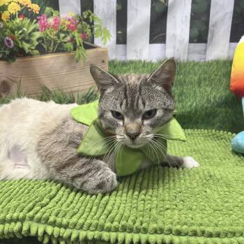 Poor Kitty -  Domestic Short Hair Cat for Adoption in Fort Wayne, Indiana - Poor Kitty | PetCurious