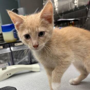 Cottonball -  Domestic Short Hair Cat for Adoption in Spokane, Washington - Cottonball | PetCurious
