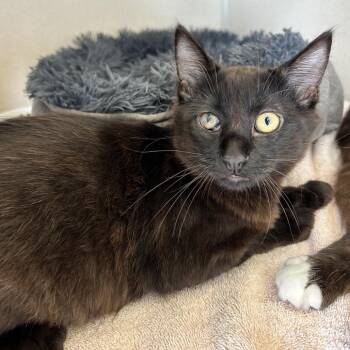 Jet -  Domestic Short Hair Cat for Adoption in Redwood City, California - Jet | PetCurious