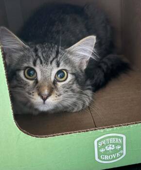 Bo -  Domestic Short Hair Cat for Adoption in Westfield, Massachusetts - Bo | PetCurious