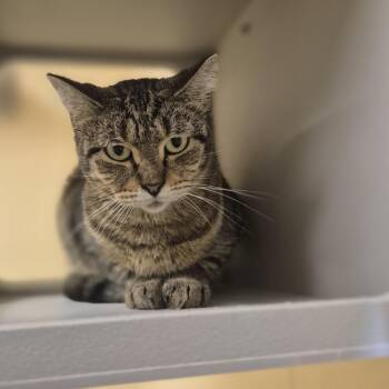 Sheila -  Domestic Short Hair Cat for Adoption in Schertz, Texas - Sheila | PetCurious