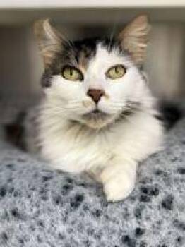Heather -  Domestic Long Hair Cat for Adoption in Jackson, Michigan - Heather | PetCurious