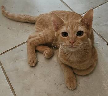 Charlie Jo -  Domestic Short Hair Cat for Adoption in Myrtle Beach, South Carolina - Charlie Jo | PetCurious