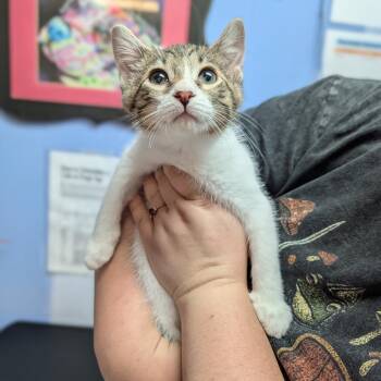 Lenny -  Domestic Short Hair Cat for Adoption in Cape Girardeau, Missouri - Lenny | PetCurious
