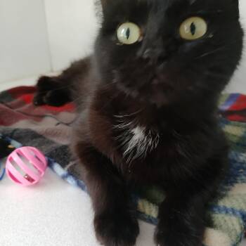 Melody -  American Shorthair Cat Available for Adoption in Iowa Falls, Iowa - Melody | PetCurious