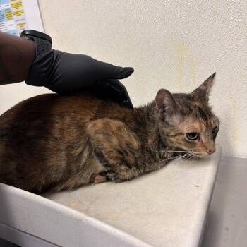 IVHS-A-142073 -  Domestic Short Hair Cat for Adoption in San Gabriel, California - IVHS-A-142073 | PetCurious