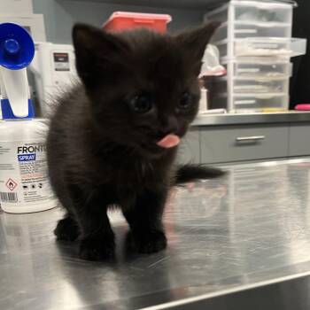 Domestic Short Hair Cats Available for Adoption - Hot  Dog | PetCurious