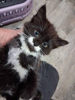Charlie Belle -  Domestic Long Hair Cat for Adoption in Dallas, Texas - Charlie Belle | PetCurious