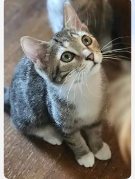 Rescue Domestic Medium Hair Cats for Adoption in Fairmont, West Virginia - Moira | PetCurious