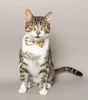 OLLIE -  Domestic Short Hair Cat for Adoption in Wyandotte, Michigan - OLLIE | PetCurious