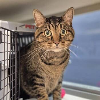 Leo -  Domestic Short Hair Cat for Adoption in Brentwood, Missouri - Leo | PetCurious