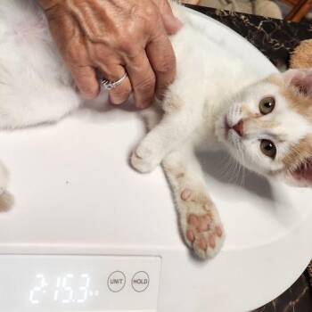 F - Jack -  Domestic Short Hair Cat for Adoption in Arizona City, Arizona - F - Jack | PetCurious