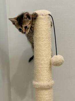 Charlotte -  Domestic Short Hair Cat for Adoption in Austin, Texas - Charlotte | PetCurious