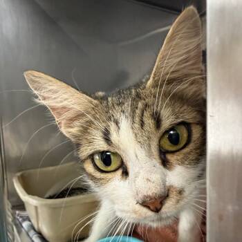 Rescue Domestic Short Hair Cats for Adoption in Jacksonville, Arkansas - Persimmon | PetCurious