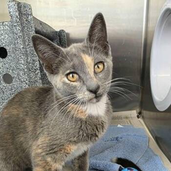 Beth -  Domestic Short Hair Cat for Adoption in Umatilla, Florida - Beth | PetCurious