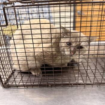 A612424 -  Domestic Short Hair Cat for Adoption in Modesto, California - A612424 | PetCurious