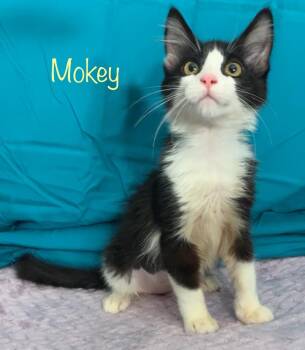 Mokey -  Tuxedo Cat for Adoption in Dixon, California - Mokey | PetCurious