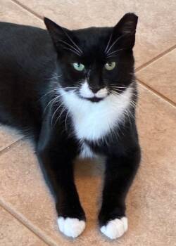 Andy -  Domestic Short Hair Cat for Adoption in Lemoyne, Pennsylvania - Andy | PetCurious
