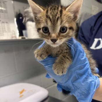 Gorilla -  Domestic Short Hair Cat for Adoption in Summerville, South Carolina - Gorilla | PetCurious