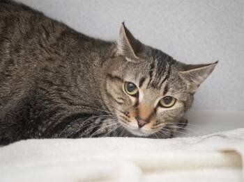 HUFF -  American Shorthair Cat for Adoption in Phoenix, Arizona - HUFF | PetCurious