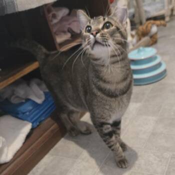 Vladimir -  Domestic Short Hair Cat for Adoption in Clearwater, Florida - Vladimir | PetCurious