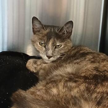Domestic Short Hair Cats Available for Adoption in Birmingham, Alabama - Spice | PetCurious