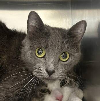Nalla -  Domestic Short Hair Cat for Adoption in Golden, Colorado - Nalla | PetCurious
