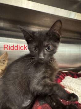 Riddick -  Domestic Short Hair Cat for Adoption in Hilton Head Island, South Carolina - Riddick | PetCurious