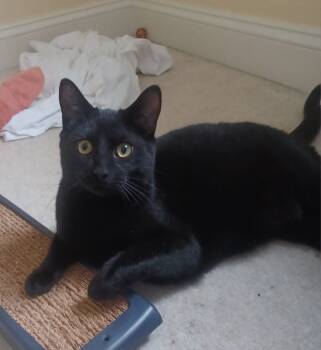 Rescue Domestic Short Hair Cats for Adoption in Magnolia, Delaware - Lucky | PetCurious