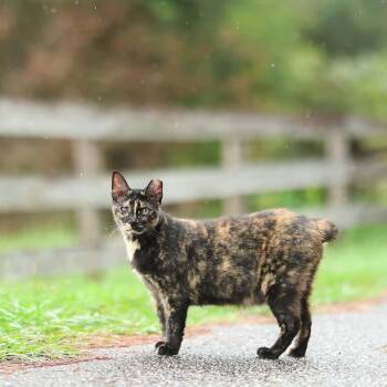 Pippi -  American Bobtail Cat for Adoption in Lucedale, Mississippi - Pippi | PetCurious