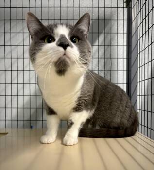 Domestic Short Hair Cats Available for Adoption in Kalamazoo, Michigan - Picaso | PetCurious