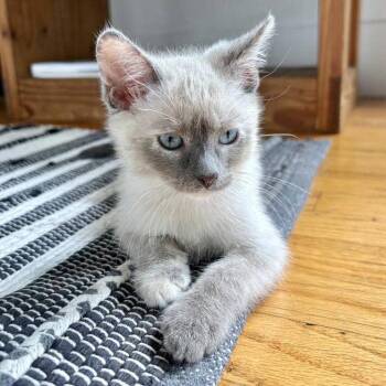 Cayenne (bonded with Pepper) -  Snowshoe Cat for Adoption in Oakland, California - Cayenne (bonded With Pepper) | PetCurious