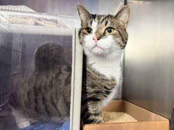 Lyon -  Domestic Short Hair Cat for Adoption in New York, New York - Lyon | PetCurious