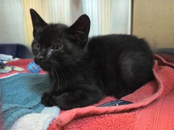CARBON -  Domestic Short Hair Cat for Adoption in Martinez, California - CARBON | PetCurious