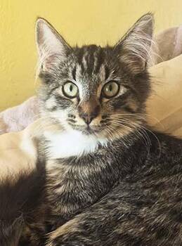 Honey Bee -  Tabby Cat for Adoption in Tiburon, California - Honey Bee | PetCurious