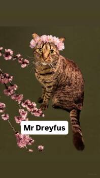 Domestic Short Hair Cats Available for Adoption in Walnut Creek, California - Mr Dreyfus At Martinez Pet Food Express  May 2nd | PetCurious