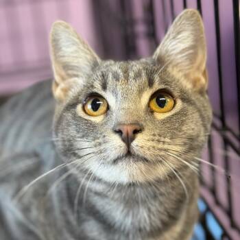Rescue Domestic Short Hair Cats for Adoption in Redwood Valley, California - Rachel | PetCurious