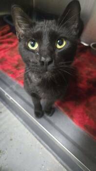 Capone -  Domestic Short Hair Cat for Adoption in Martinsville, Indiana - Capone | PetCurious