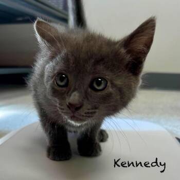 Domestic Short Hair Cats Available for Adoption in Hannibal, Missouri - Kennedy | PetCurious