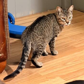 Sally -  Domestic Short Hair Cat for Adoption in Coos Bay, Oregon - Sally | PetCurious