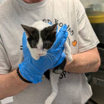 Kirby -  Domestic Short Hair Cat for Adoption in Las Vegas, Nevada - Kirby | PetCurious